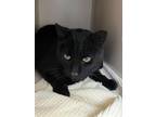 Adopt Dionysus (adoption pending!) a All Black Domestic Shorthair / Domestic