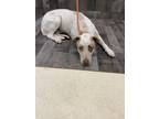 Adopt Flo K30 4-22-24 a White Hound (Unknown Type) / Mixed dog in San Angelo