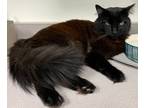 Adopt Fuzzball a All Black Domestic Longhair / Domestic Shorthair / Mixed cat in