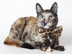 Adopt MAPLE a Tortoiseshell Domestic Mediumhair / Mixed (medium coat) cat in