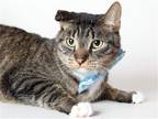 Adopt GUY a Brown or Chocolate Domestic Mediumhair / Mixed (medium coat) cat in