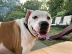 Adopt Ruffin it a White Boxer / American Pit Bull Terrier / Mixed dog in