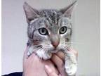 Adopt Jade* a Brown or Chocolate Domestic Shorthair cat in Wildomar