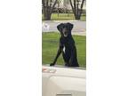 Adopt Sasha a Black - with White Border Collie / Labrador Retriever / Mixed dog