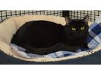 Adopt Thin Mint a All Black Domestic Mediumhair / Mixed cat in Youngtown