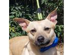 Adopt Watts a Tan/Yellow/Fawn Mixed Breed (Medium) / Mixed dog in Savannah