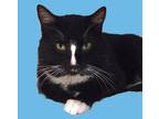 Adopt Tic Tac a All Black Domestic Shorthair / Domestic Shorthair / Mixed cat in