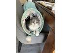 Adopt Gin a Gray or Blue Domestic Shorthair / Mixed (short coat) cat in Miami