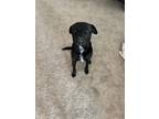 Adopt Buddy a Black - with White Shar Pei / Labrador Retriever / Mixed dog in