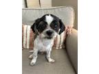 Adopt Pogo a White - with Black Shih Tzu / Mixed dog in Las Vegas, NV (41015203)