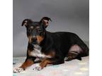 Adopt Iris a Doberman Pinscher / Shepherd (Unknown Type) / Mixed dog in Houston