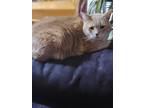 Adopt Mango a Orange or Red Tabby Domestic Shorthair / Mixed (short coat) cat in