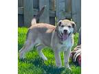 Adopt Phoebe a Tan/Yellow/Fawn - with White Mixed Breed (Medium) / Mixed dog in