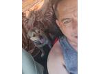 Adopt Bow a Brown/Chocolate Pug / Corgi / Mixed dog in Ajo, AZ (41250967)