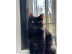 Adopt Sunday a Domestic Shorthair / Mixed (short coat) cat in Walden