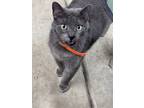 Adopt Missy a Gray, Blue or Silver Tabby Russian Blue / Mixed (medium coat) cat
