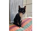 Adopt Athena a Domestic Shorthair / Mixed (short coat) cat in Walden