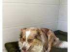 Adopt Java a White - with Brown or Chocolate Australian Shepherd / Mixed dog in