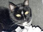 Adopt Mitt a Black & White or Tuxedo Domestic Shorthair / Mixed cat in