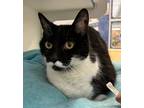 Adopt Tux (Overlooked) a All Black Domestic Shorthair / Domestic Shorthair /