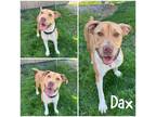 Adopt Dax a Tan/Yellow/Fawn American Pit Bull Terrier / Mixed dog in