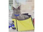 Adopt Shady a Gray, Blue or Silver Tabby Russian Blue / Mixed (short coat) cat
