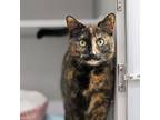 Adopt Biscuit a All Black Domestic Shorthair / Domestic Shorthair / Mixed cat in