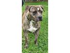 Adopt Verna a Brindle American Pit Bull Terrier / Mixed dog in Spartanburg
