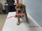 Adopt 4/22/24 a Brown/Chocolate Mixed Breed (Medium) / Mixed dog in Wichita