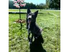 Adopt Claire a Black Husky / German Shepherd Dog / Mixed (short coat) dog in