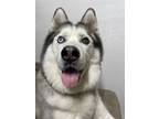 Adopt Ozzy a White - with Black Husky / Mixed dog in Garden Grove, CA (41250871)