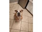 Adopt Muñeco a Brown/Chocolate - with White American Staffordshire Terrier /