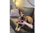 Adopt Zuka Lollipop a Brown/Chocolate Pit Bull Terrier dog in Provo