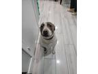 Adopt Coco a White - with Gray or Silver American Pit Bull Terrier / Mixed dog