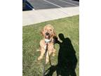 Adopt Cooper a Brown/Chocolate - with White Goldendoodle / Labradoodle / Mixed