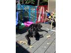 Adopt Sidd a Black German Shepherd Dog / Husky / Mixed dog in Chesterfield