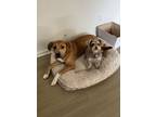 Adopt Ranger a Tan/Yellow/Fawn - with White Great Pyrenees / Black Mouth Cur /