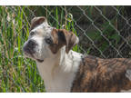 Adopt Rylie a White Boxer / Mixed Breed (Medium) / Mixed (short coat) dog in