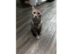 Adopt Bambi a Gray, Blue or Silver Tabby Tabby / Mixed (medium coat) cat in Fort
