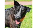 Adopt Brandy a Black Labrador Retriever / Mixed dog in Waco, TX (41250601)