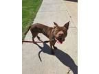 Adopt Maximus a Brown/Chocolate American Pit Bull Terrier / Mixed dog in