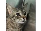 Adopt Evie a Brown Tabby Domestic Shorthair / Mixed Breed (Medium) / Mixed