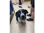 Adopt F24 FC 390 Spencer a Black Pointer / Labrador Retriever / Mixed (short