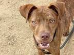 Adopt Crosby a Brown/Chocolate Mixed Breed (Medium) / Mixed Breed (Medium) /