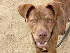 Adopt Crosby a Brown/Chocolate Mixed Breed (Medium) / Mixed dog in Georgetown