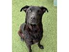 Adopt Clover a Black Golden Retriever / Rottweiler / Mixed (short coat) dog in