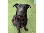 Adopt Clover a Black Retriever (Unknown Type) / Rottweiler / Mixed dog in North