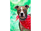 Adopt Lucia a Brown/Chocolate Boxer / Mixed Breed (Medium) / Mixed (short coat)