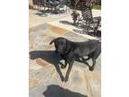 Adopt Hatch a Black Labrador Retriever / Mixed dog in Bentonville, AR (41250544)