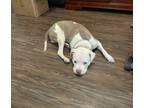 Adopt Azul a White - with Tan, Yellow or Fawn American Staffordshire Terrier /